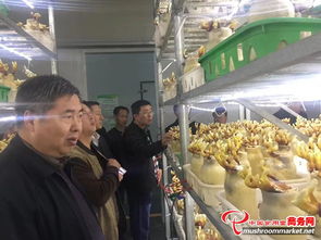 河南省領(lǐng)導(dǎo)陪同外商考察世紀(jì)香食用菌，共促農(nóng)產(chǎn)品初加工發(fā)展